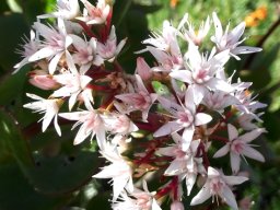 Crassula ovata flowers